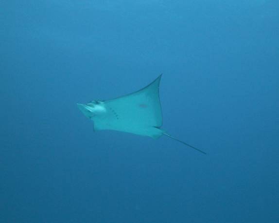 Maravilhosa arraia-chita nada próxima de nós durante mergulho em Isla Mujeres, no litoral do Yucatán, no sul do México